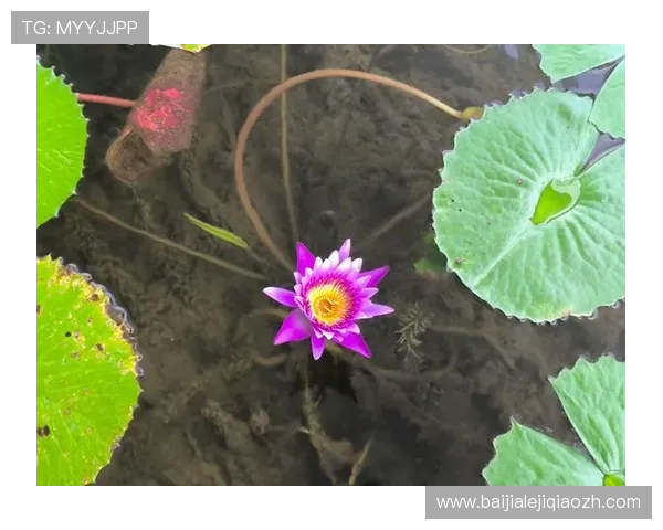 新加坡云顶高原的自然景观与人文景点:融合自然与文化的完美体验